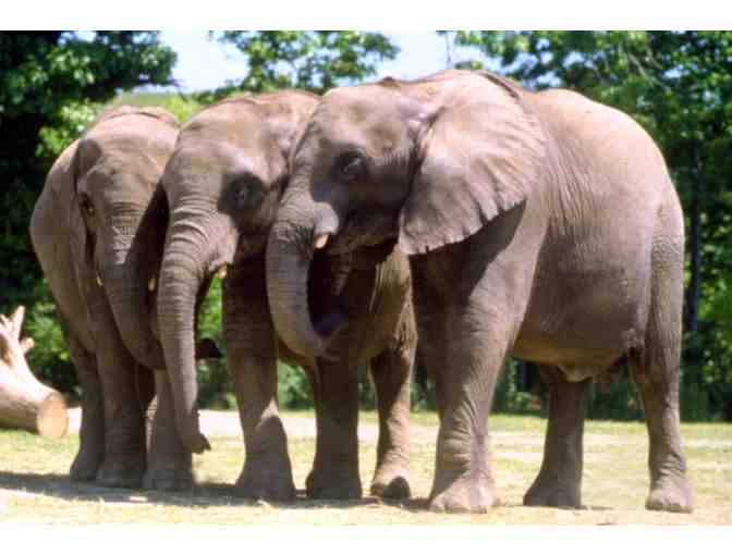 An Original Elephant Painting