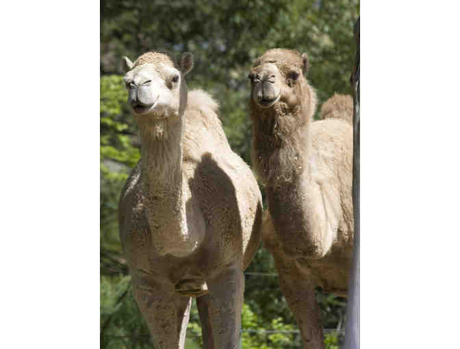 A Behind the Scenes VIP Camel Encounter at RWPZoo - Photo 1