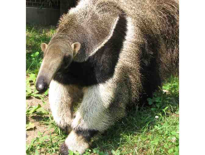 A Behind the Scenes VIP Giant Anteater Encounter at RWPZoo - Photo 1