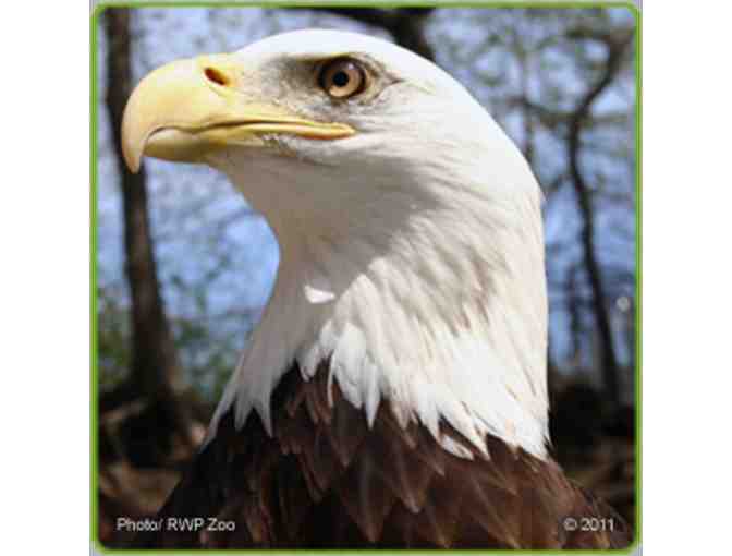 Fund-A-Need: Feed a Bald Eagle for a Month - Photo 1