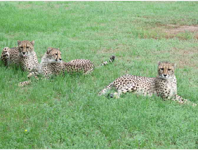 Fund-A-Need: Feed a Cheetah for a Week
