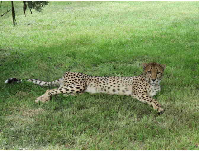 Fund-A-Need: Feed a Cheetah for a Week - Photo 4