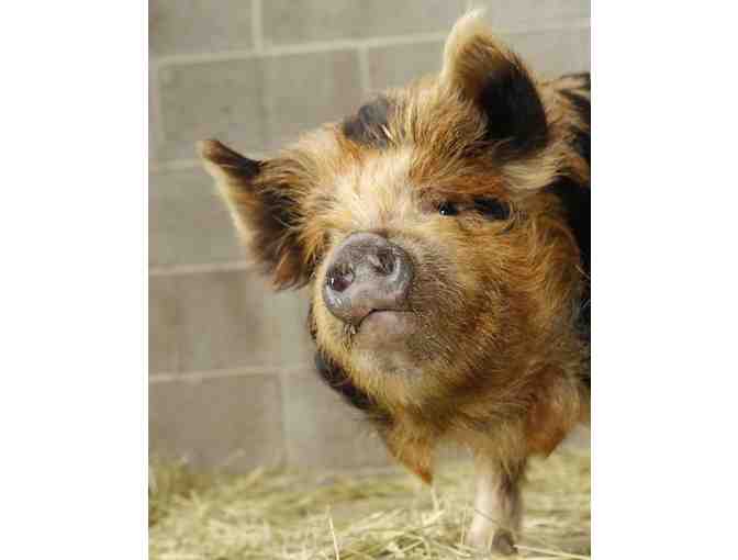 Name Our New Female Kunekune Pig! - Photo 1