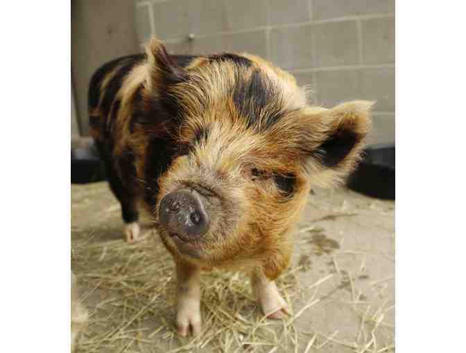 Name Our New Female Kunekune Pig!