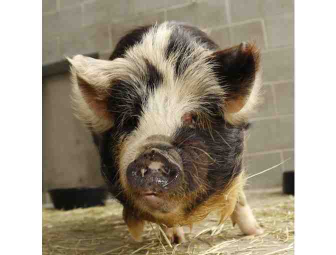 Name Our New Male Kunekune Pig!