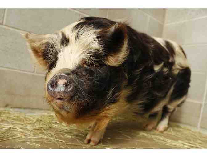 Name Our New Male Kunekune Pig! - Photo 2