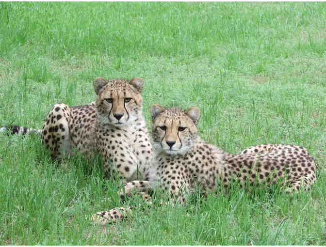 Fund-A-Need: Feed a Cheetah for a Week