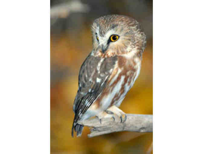 Mass Audubon Private Owl Prowl & Membership