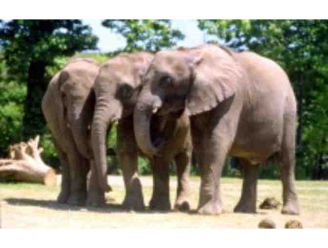 A Behind-the- Scenes VIP Elephants Encounter