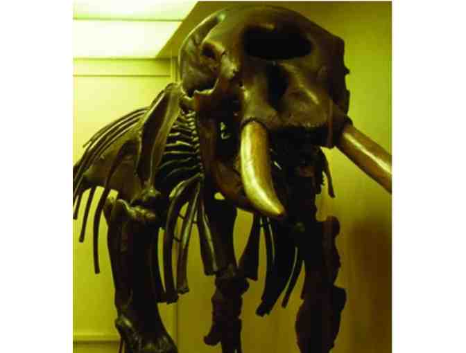 Harvard Museums of Natural History