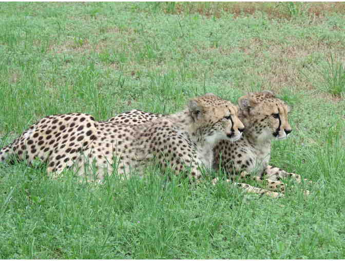 Fund-A-Need: Feed a Cheetah for a Week