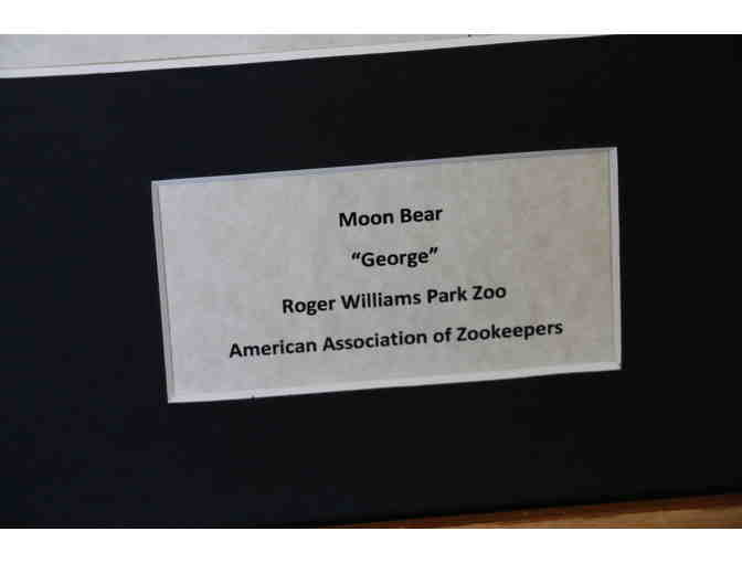 Moon Bear Original Artwork