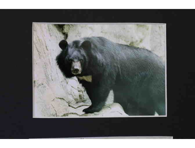 Moon Bear Original Artwork