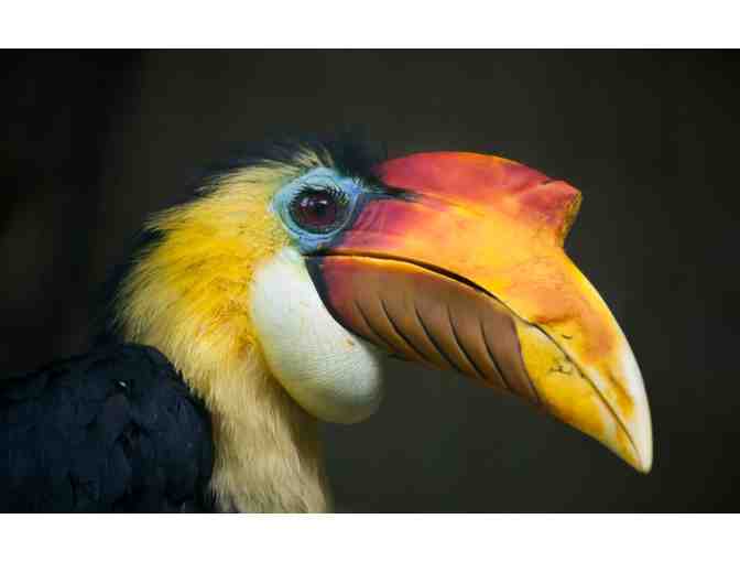 Virtual Wild Birthday Party!