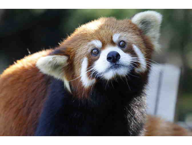 A Behind the Scenes VIP Red Panda Encounter - Photo 1