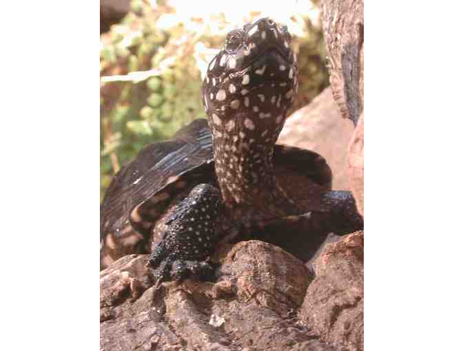 A Behind the Scenes VIP Critter Encounter at RWPZoo