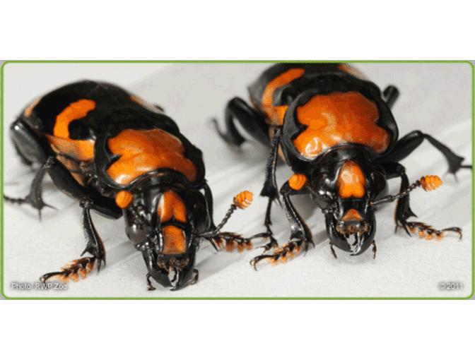 A Behind the Scenes VIP Critter Encounter at RWPZoo