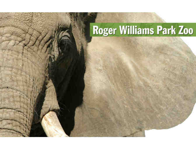 A Behind-the- Scenes VIP Elephants Encounter