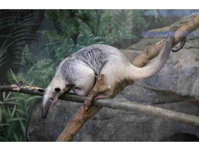 A Behind-the-Scenes VIP Tamandua Encounter