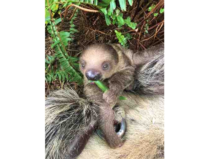 Fund-A-Need: Feed Beany the Two-Toed Sloth for a Week