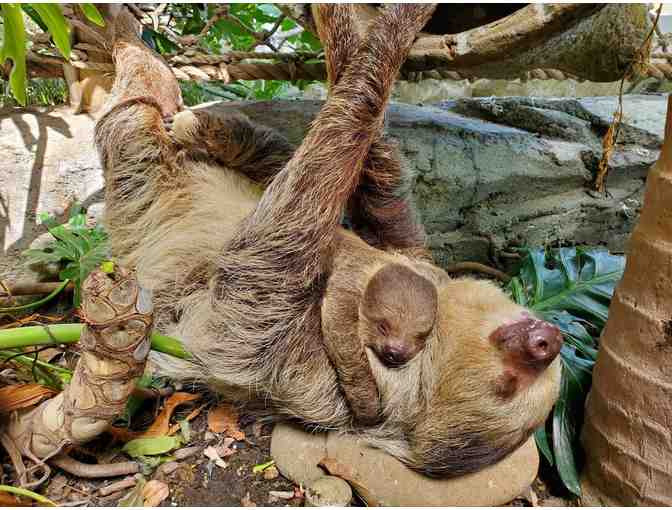 Fund-A-Need: Feed Beany the Two-Toed Sloth for a Week