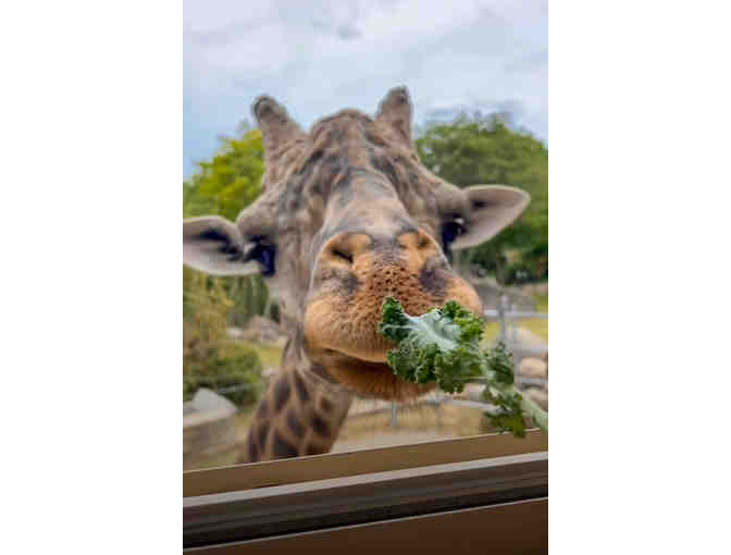 A Behind-the-Scenes VIP Giraffe Encounter