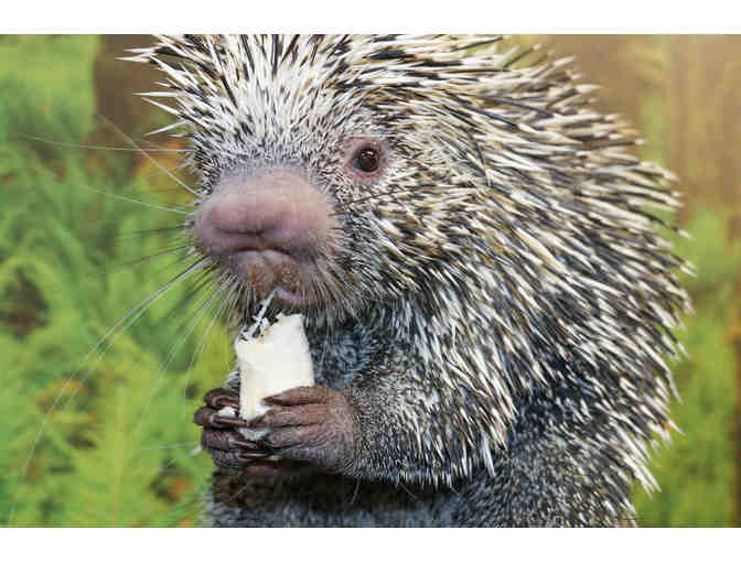 A Behind the Scenes Visit with George the Porcupine