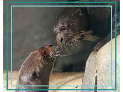 A Behind the Scenes VIP Giant Otter Encounter