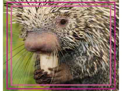 A Behind the Scenes Visit with George the Porcupine