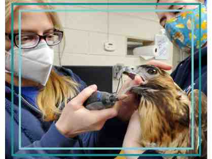 A Behind the Scenes VIP Vet Hospital Tour for 6