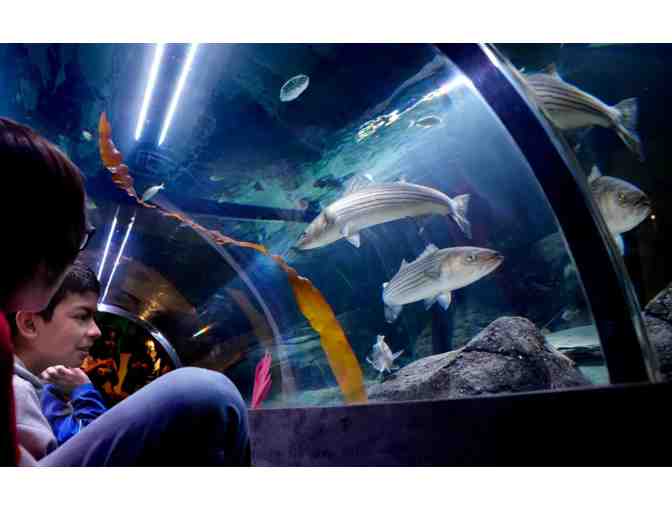 Save The Bay's Hamilton Family Aquarium Gift Package - Photo 2