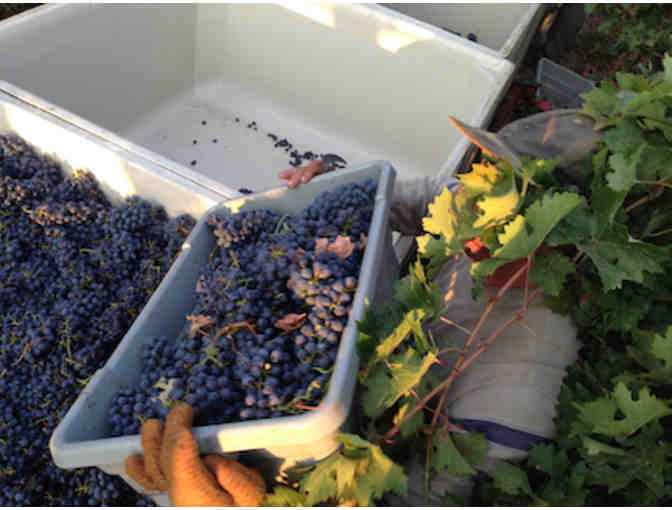 Lodi, CA - Prie Winery - Wine Tasting for Four  #4 of 5