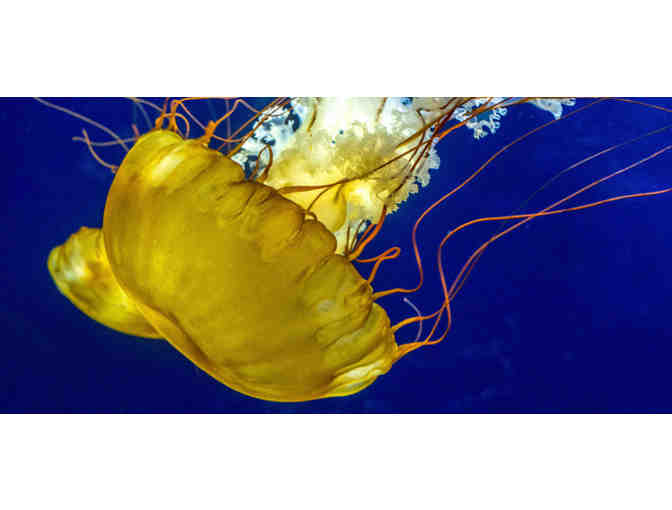 San Francisco, CA - Aquarium of the Bay - Four Tickets #1 of 4