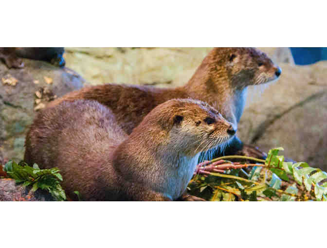 San Francisco, CA - Aquarium of the Bay - Four Tickets #1 of 4