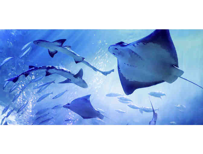 San Francisco, CA - Aquarium of the Bay - Four Tickets #1 of 4