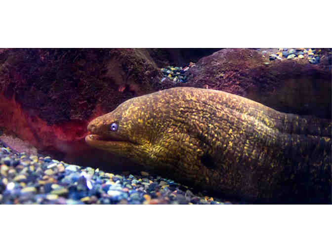 San Francisco, CA - Aquarium of the Bay - Four Tickets #2 of 4