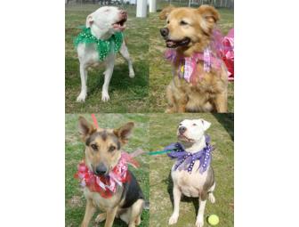 Ribbon or Standard Dog Collar of your choice (by Just Dog Gone Cute)
