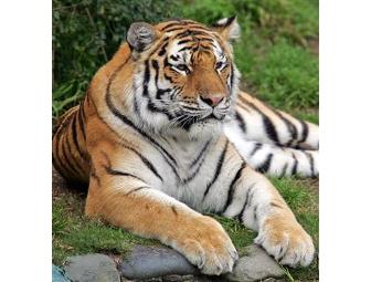 4 ONE DAY PASSES to the BRONX ZOO and a TOUR for 4 of LITTLE AIRPLANE PRODUCTION STUDIO