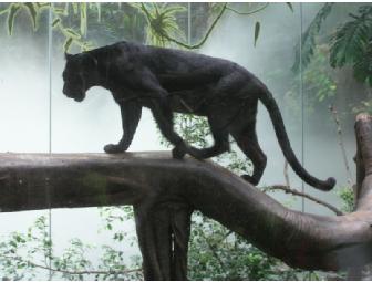 4 ONE DAY PASSES to the BRONX ZOO and a TOUR for 4 of LITTLE AIRPLANE PRODUCTION STUDIO