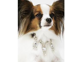 DOGGY DREAM PACKAGE with Pet Expert WENDY DIAMOND