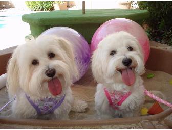 $25 GIFT CERTIFICATE to THE NEW YORK DOG SHOP