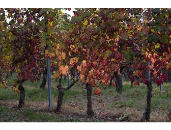 DOGLIANI, ITALY - 5 NIGHTS, 6 DAYS, ACCOMMODATIONS FOR 2 AND A PERSONAL TOUR GUIDE