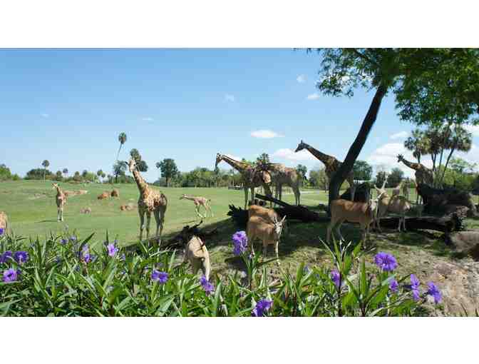 4 Busch Gardens Tampa Single Day Admission Tickets AND 2 Night Stay at Holiday Inn Tampa