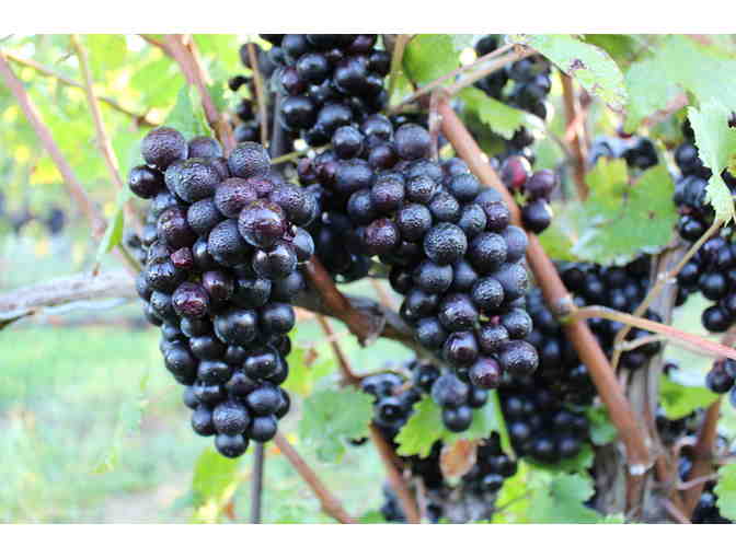 Martha Clara Vineyards - VIP Wine Tasting - for up to 6
