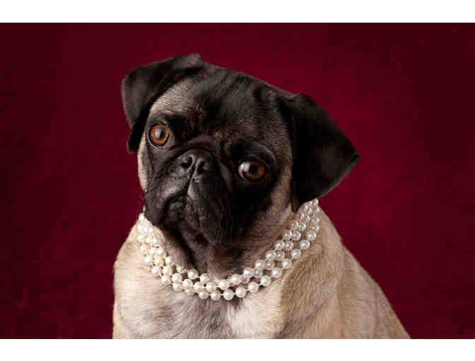 Pet Studio Portrait Session with Mary Small Photography