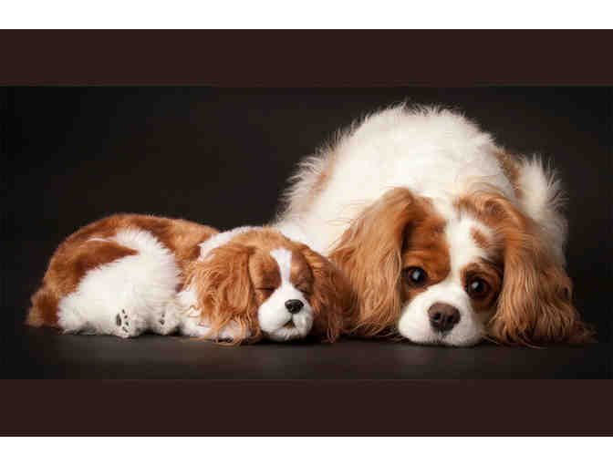 Pet Studio Portrait Session with Mary Small Photography