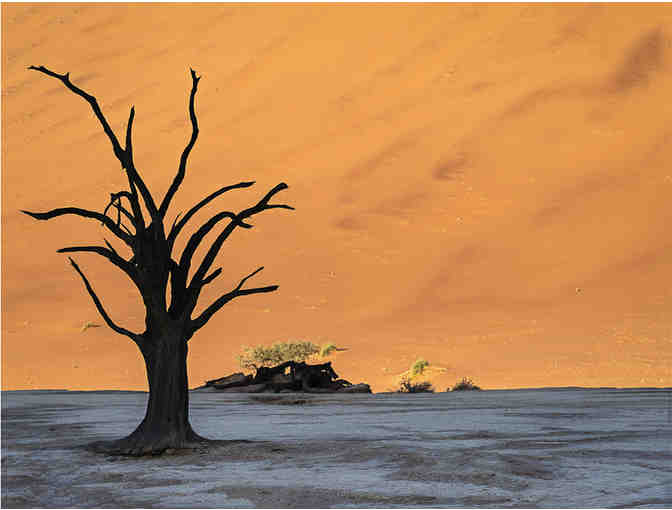 'Lone Tree in the Namibian Desert' by Dorothy Weaver, Framed Photograph