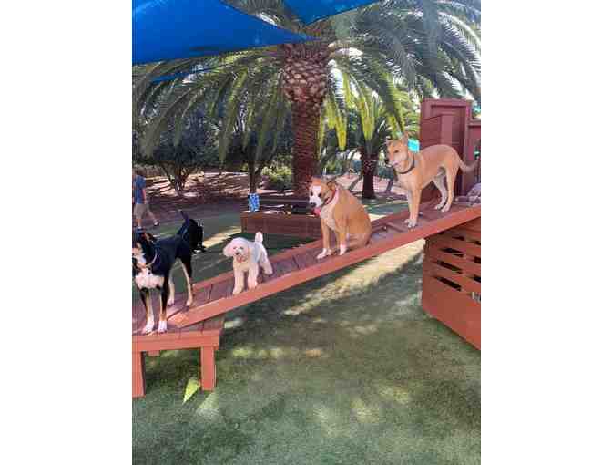 Adolescent Dog Group Training Class - Woof Academy - Photo 4