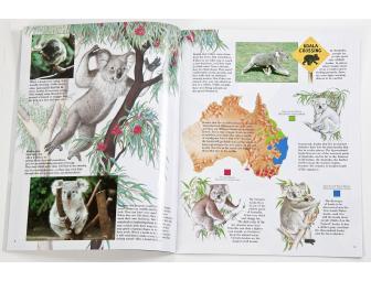 Koala Kids Zoo Package