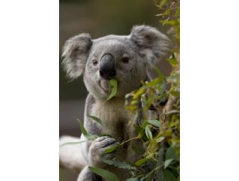 Koala Enrichment Experience